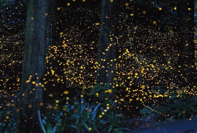 Have You Ever Seen a Forest Glow? Discover Fireflies in Nepal