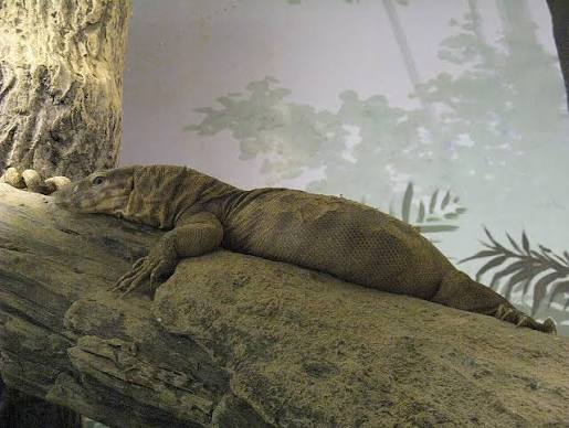 Gohoro: The Monitor Lizards of Nepal, Their Myths and Their Fight for Survival
