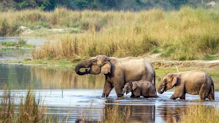 Chitwan National Park: Discover Nepal’s Extraordinary Wildlife and Natural Heritage