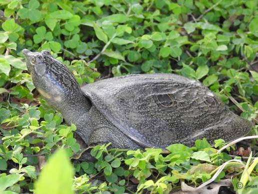 Indian Peacock Softshell Turtle: A Hidden Treasure of South Asia’s Freshwaters