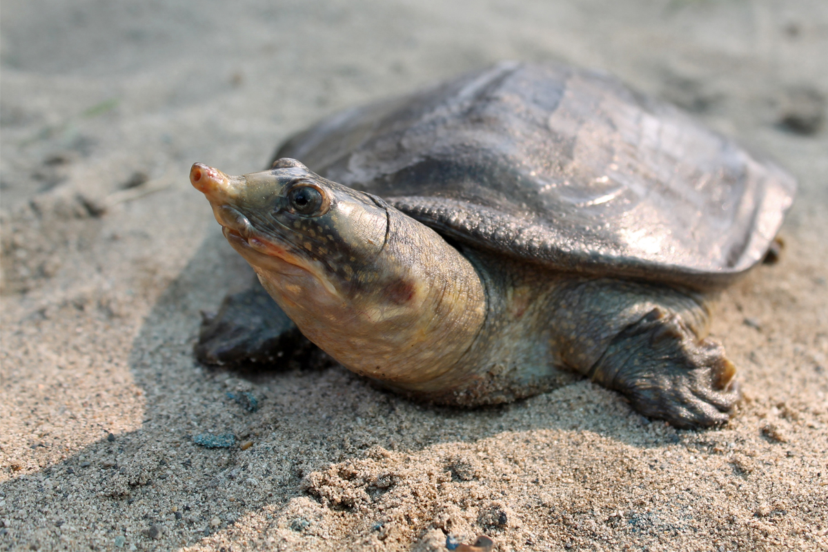 Black Softshell Turtle: The Critically Endangered Turtle Found in Nepal