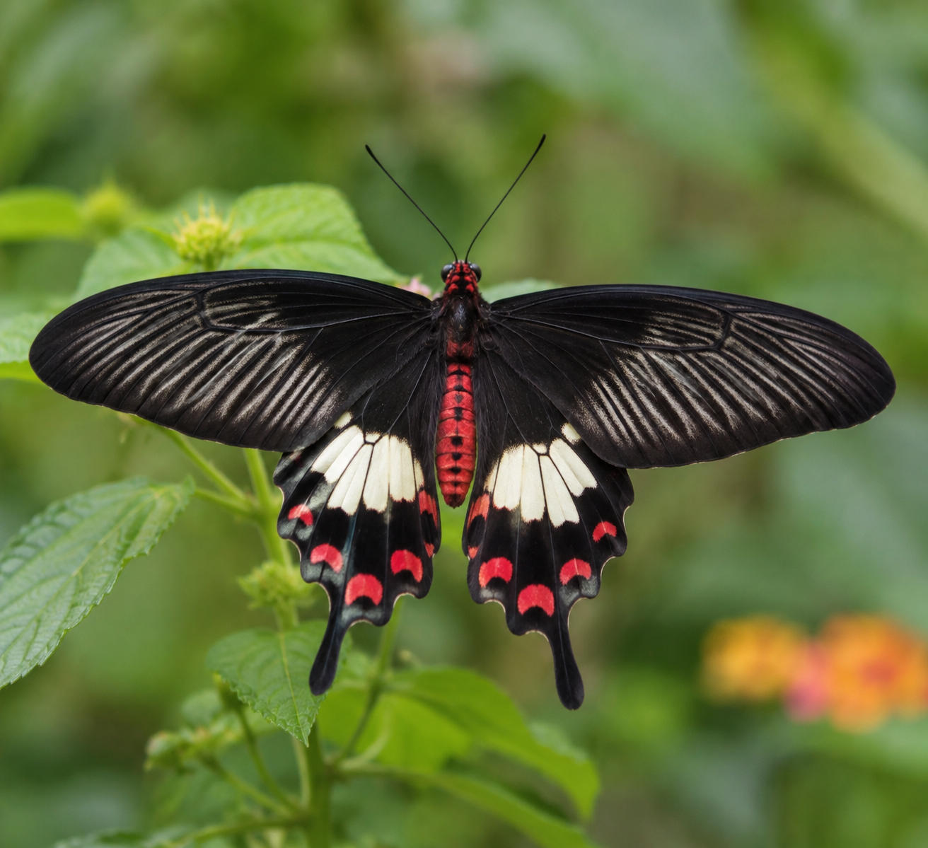 Common Rose Butterfly: Nature’s Living Artwork, Seen Close Up