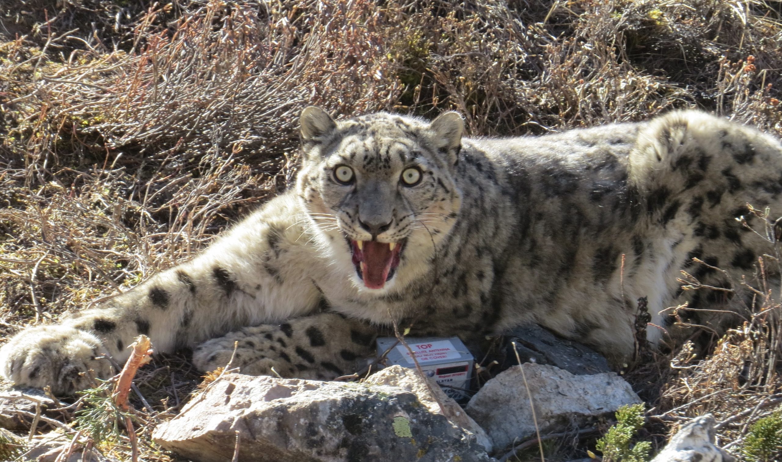 Snow Leopards in Nepal: The Ghost of the Himalayas and the Fight to Protect It