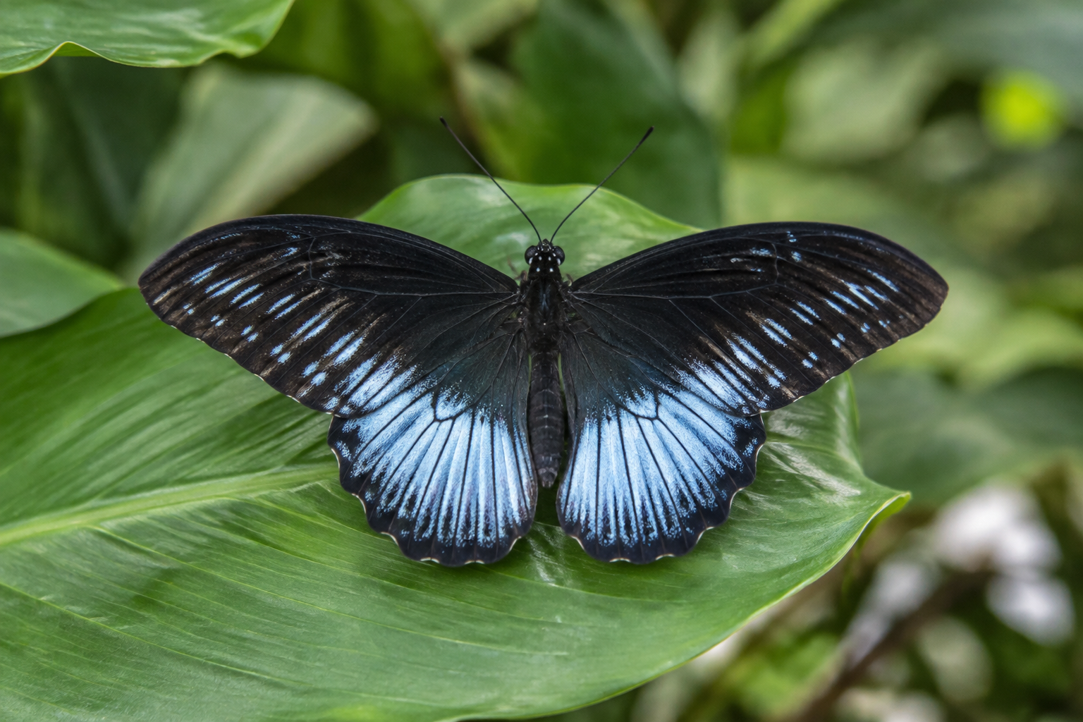 Blue Mormon Butterfly: How Large Is One of Asia’s Largest Butterflies?