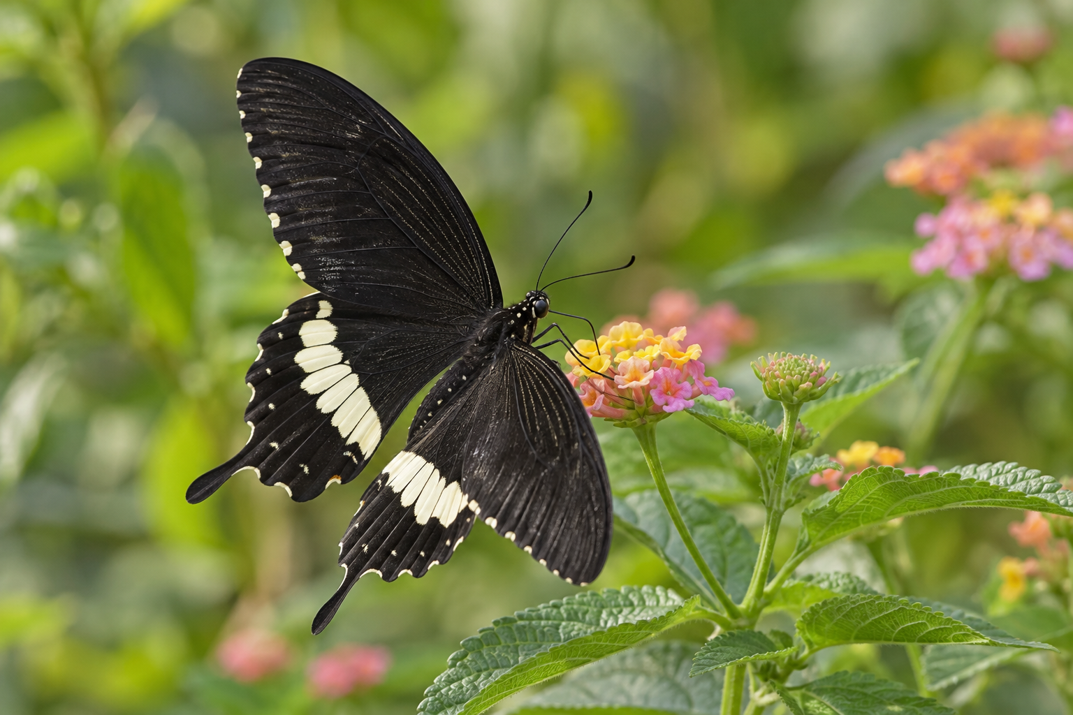 Common Mormon: A Beautiful Butterfly of Nepal, Beyond Its Wings