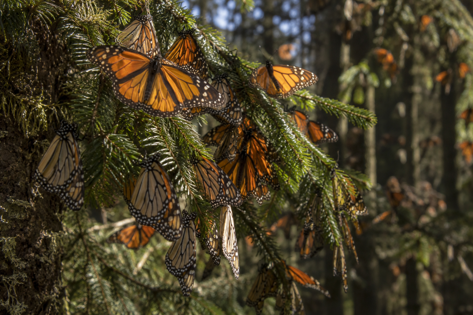 The World’s Most Beautiful Butterflies and Where to Find Them: A Wild-Sighting Guide