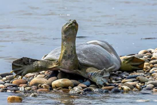 Indian Softshell Turtle: The Elusive Survivor of South Asian Waters