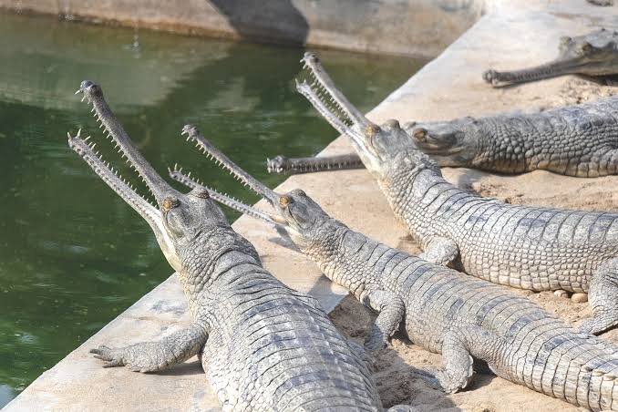 Gharial crocodile swimming in a freshwater river in Nepal