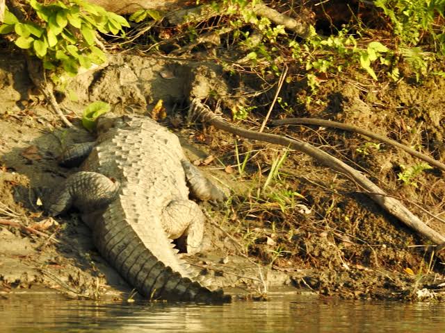 Marsh mugger crocodile resting along the muddy bank of a freshwater wetland