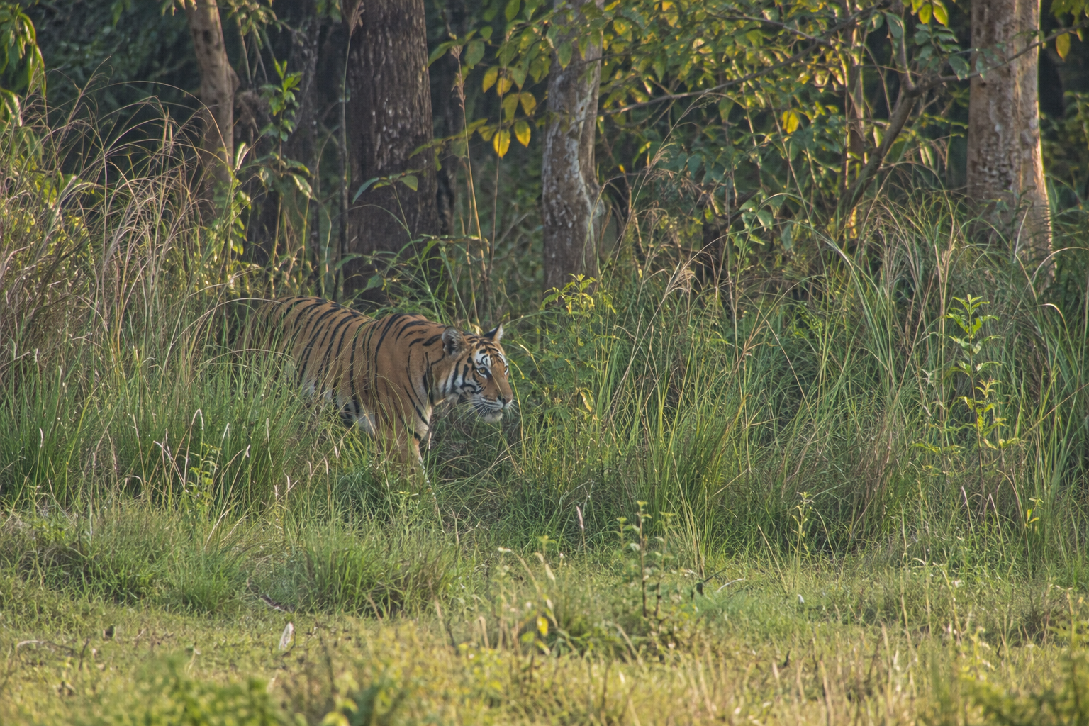 Royal Bengal Tigers in Chitwan National Park: How Habitat Shapes Hunting and Conservation