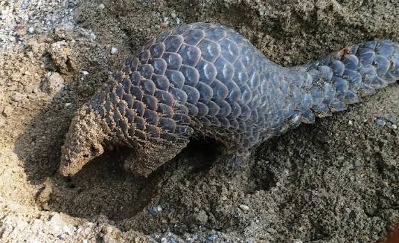 A Chinese pangolin curled in a defensive ball on the forest floor in Nepal