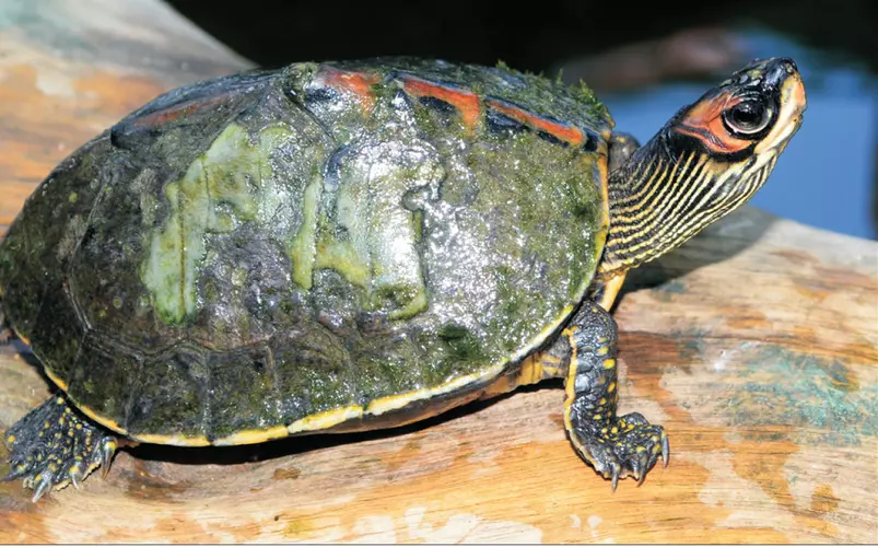  A high-quality photograph of an Indian roofed turtle in its natural freshwater habitat.