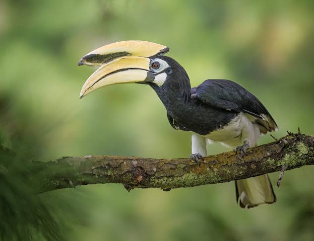 Hornbills of Nepal: Great Hornbill, Male and Female, and the Sealed Nest